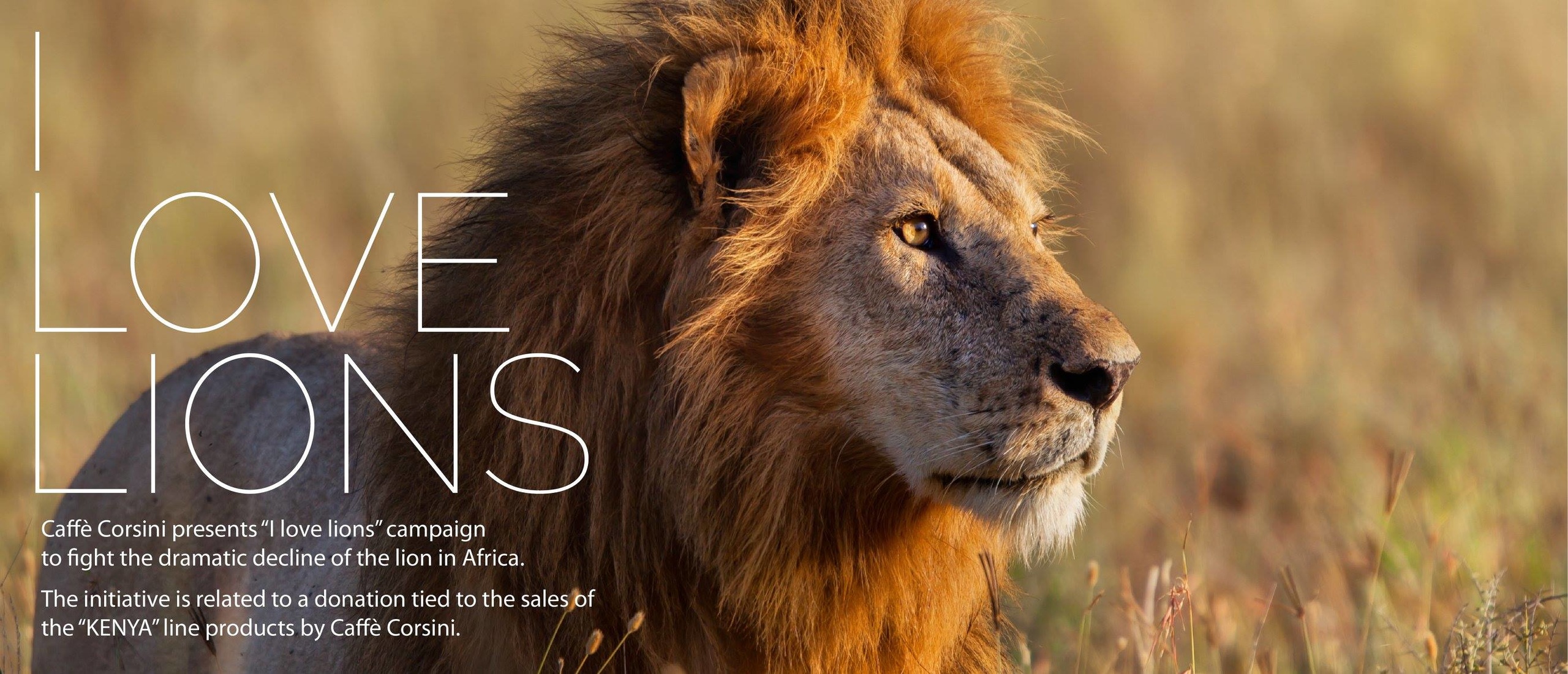 Про львов зверей. Африканский Лев. Львы в саванне. Сафари Африка львицы. Лев в Африке.