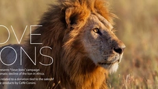 kenya corsini kampania na rzecz ochrony lwów.jpg